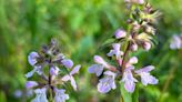 This Florida native was first recorded in Tallahassee area | Mystery Plant