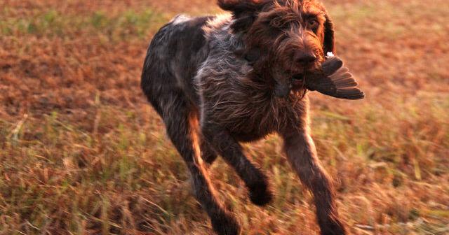 Opinion: Hunters need to set the record straight that killing untrained dogs is not what we do