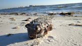 Red tide is concentrating on Florida's gulf coast. See the hot spots.