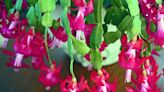 Got a Christmas Cactus? Here's How to Keep it Happy, Healthy, and Blooming