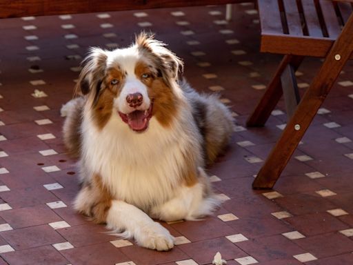 Face of Exhausted Australian Shepherd Fighting Sleep Is Just Like a Human Kid