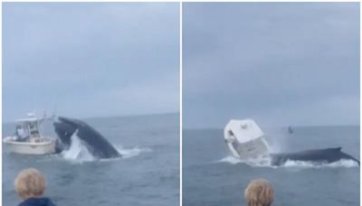 鯨魚怒了？躍出海面精準頭槌「擊沉」漁船