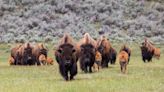 Drunk Man Kicks Yellowstone Bison, Hurts Himself, and Gets Arrested