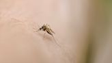 Überraschender Grund: Warum manche Menschen häufiger von Mücken gestochen werden