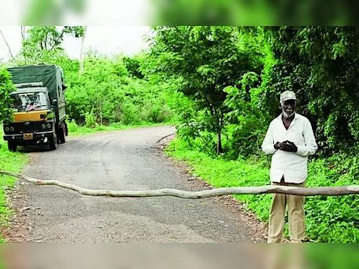 Forest officials intensify vigil after tiger sighting near human habitats | Mysuru News - Times of India