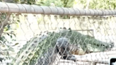 Moment deadly croc tries to CLIMB out of enclosure during feeding frenzy