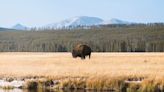 Nace un raro animal en Yellowstone: por qué se lo vincula con la “segunda llegada” de Jesucristo