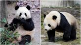 大熊貓｜「寶力」和「青寶」年底赴美國華盛頓