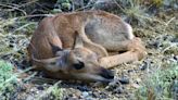 Wyoming Game and Fish: Don't approach newborn wildlife