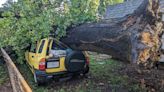 Storm knocks down trees in Springfield neighborhood