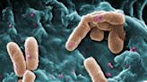 Superbug that now kills 300,000 people a year evolved rapidly from common bacteria