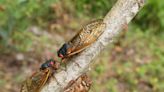 Families encouraged to get outside during cicada emergence