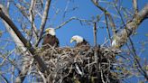 ‘Power Couple’ Eagle Parents Welcome 3 Tiny Babies Into Their Nest