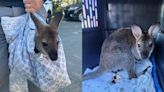 Police ticketed a man who was walking the Coney Island boardwalk with a wallaby, which they confiscated