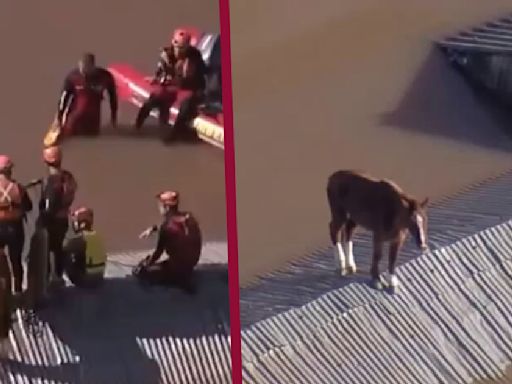 VIDEO: Rescatan a caballo que quedó atrapado en el techo por las inundaciones en Brasil