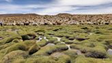 Bofedales, los "oasis" a más de 4.000 metros de altura que resisten a la sequía en Bolivia