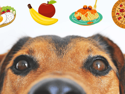 Mascotas: 6 alimentos para humanos que nutren a los perros y les encantan