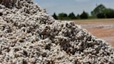 Cotton Fell As Sluggish Milling Demand Remained A Concern Amid Weak Yarn Demand.
