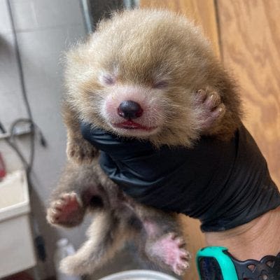 New baby red panda born at Lansing's Potter Park Zoo