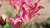 Why species tulips are the best of the bunch – and how to care for them in your garden