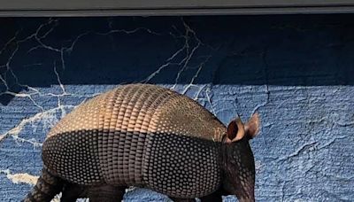 Armadillos can carry leprosy and they're moving into Indiana. Are we at risk yet?