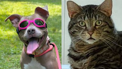 Meet the North Jersey adoptable pets of the week: Diamond and Louise