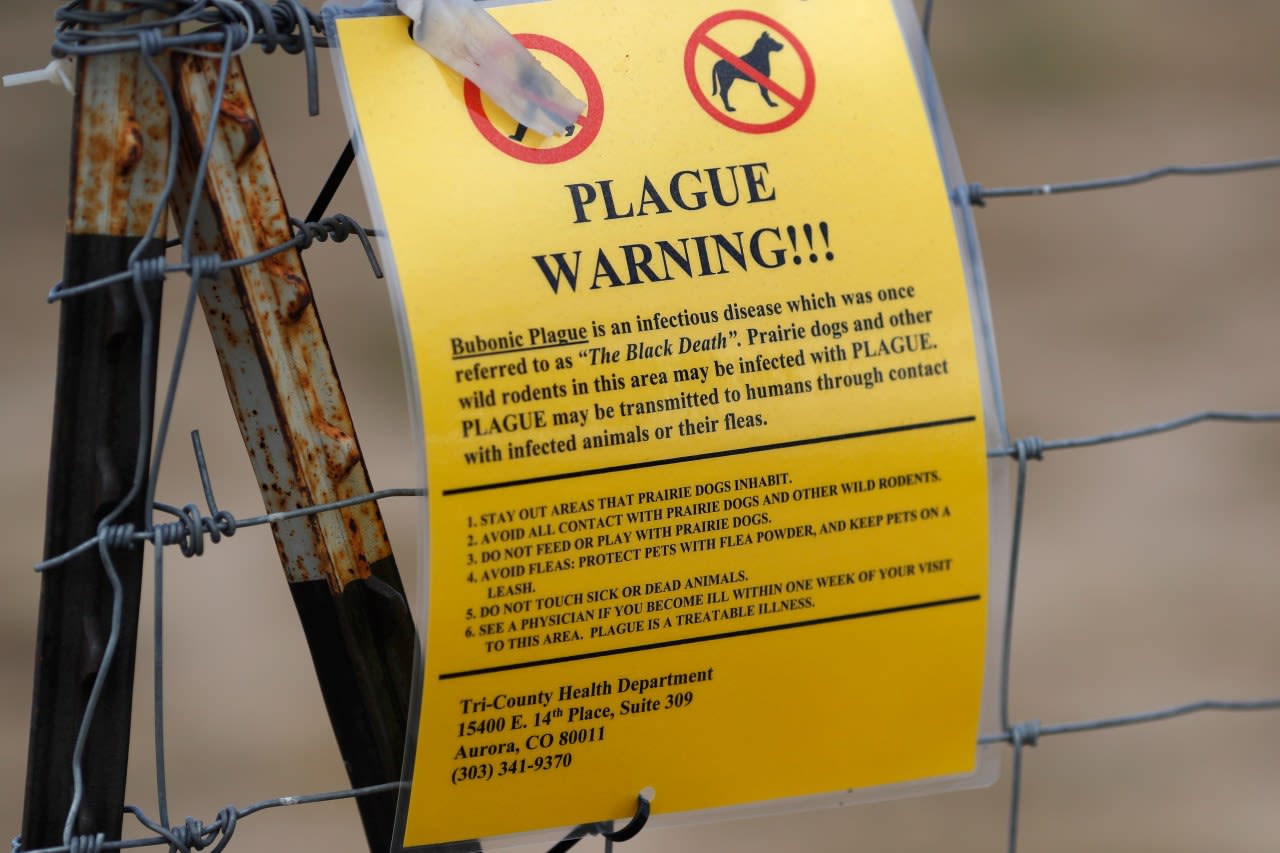 The plague rarely affects humans, though the US sees about 7 cases a year. Here’s why