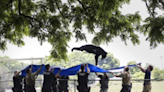 A tranquilized black bear takes a dive from a tree, falls into a waiting tarp | ABC6