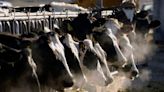 Michigan reports another person working with cows got bird flu, the third US case this year - The Boston Globe