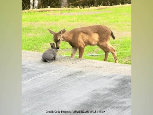 WATCH: Rabbit and deer greet each other in ‘real-life Thumper and Bambi’ moment