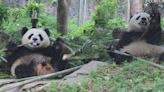 Panda cubs caught on camera delightfully indulging in bamboo buffet