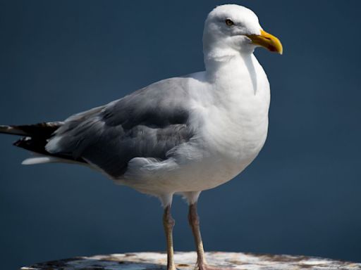 Scottish Borders MP calls for 'issues with seagulls' to be resolved | ITV News