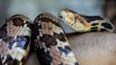 LaSalle man slapped with $25,000 fine for destroying at-risk snake habitat