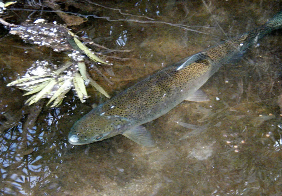 Steelhead trout, once thriving in Southern California, are declared endangered