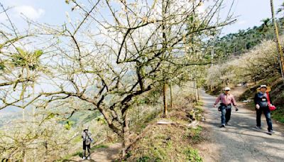 懶人包》賞螢、泡湯、喝咖啡！台南5大登山步道推薦