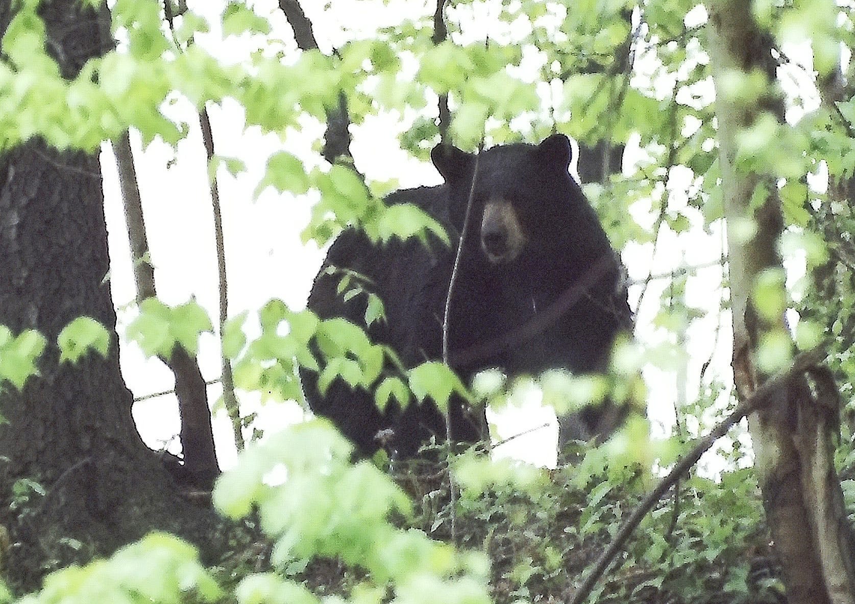 'Crazy day': Black bear collides with, swipes runner in Yosemite National Park