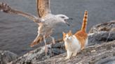 Psycho seagulls targeting fully grown cats by 'hovering and having a go at them'
