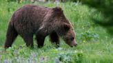 'Terrifying': Grizzly bear attacks two college students in Wyoming