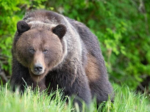 Podcaster captures hair-raising footage of grizzly bear chasing moose at campsite where fatal mauling took place