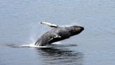 Tenth Whale Dies On Atlantic Ocean Beach After Being Stranded Ashore