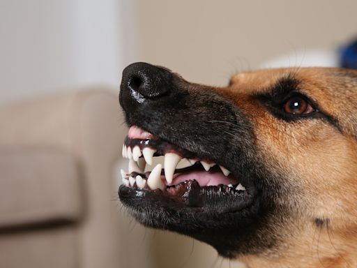 Smiling German Shepherd Auditions for ‘Jaws’ Movie and Totally Nails It