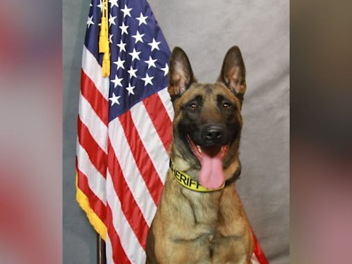 K-9 deputy dies from medical emergency months after joining sheriff’s office