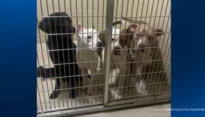 4 dogs found in stolen U-Haul that led police on chase in Ohio