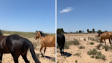 Woman's horses escape so she catches them with only thing she has—her bra