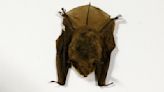 Bat tests positive for rabies in Midland County