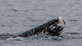 Whale with missing tail spotted near Newport Beach