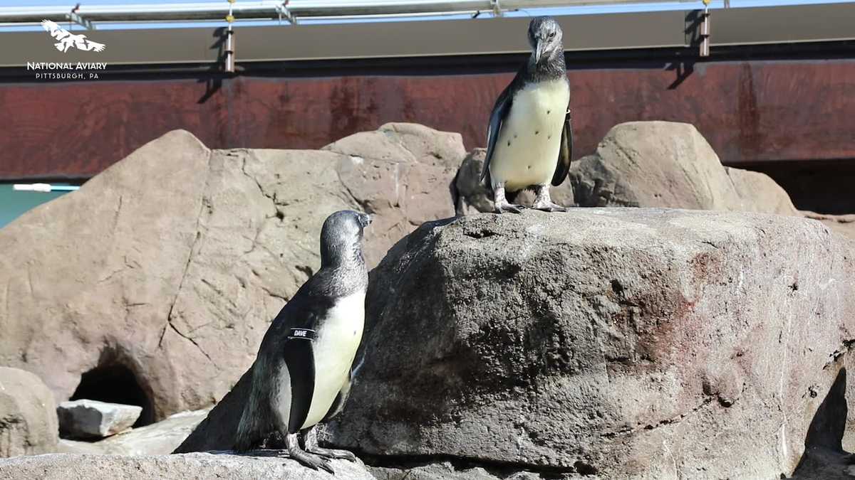 Meet Dave and Rita Mae: The National Aviary's youngest African Penguins