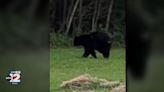 Bear sightings becoming more common in Mid-Michigan