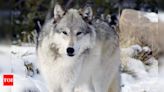 How do wolves know if they are fighting or playing? New study reveals the answer lies in their facial expressions | - Times of India