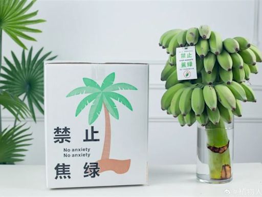 辦公室種香蕉！中國年輕人瘋養香蕉「禁止蕉綠」 擺一週後還能嗑